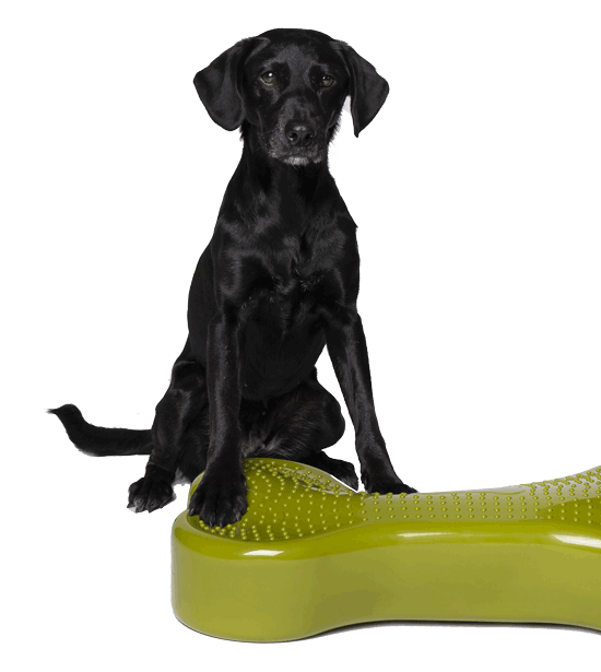 Hund Emma Emma mit Wackelding