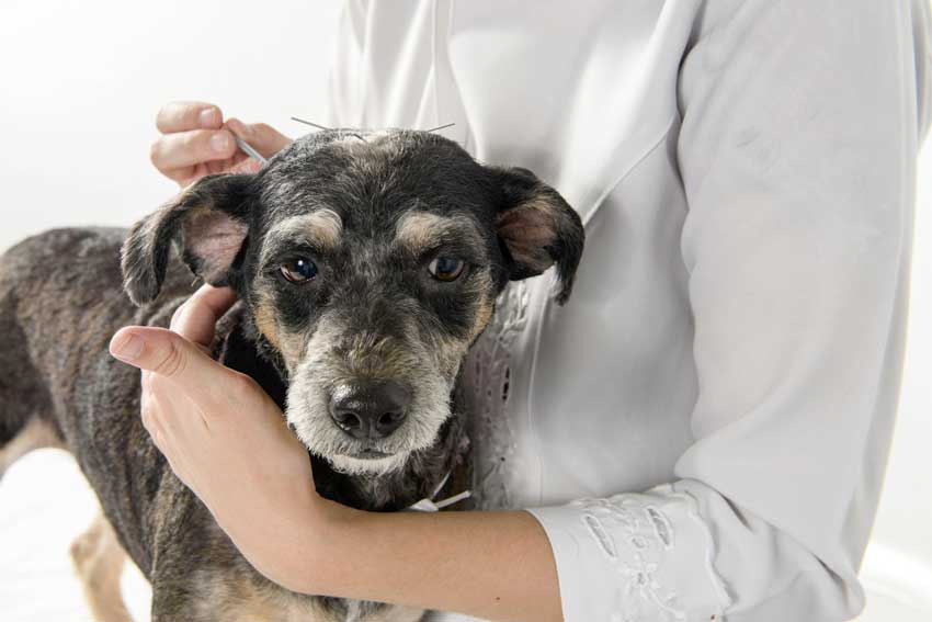 hund-auf-arm Hunde bekommt Akupunktur