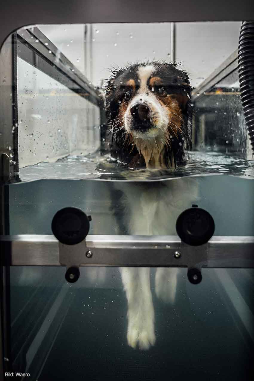 Hund im Unterwasserlaufband Unterwasserlaufband für Hundetherapie