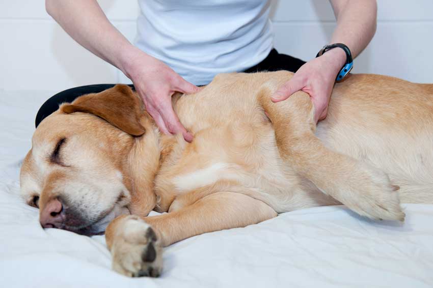 massage-golden-retriever Klassische Massage eines Hundes
