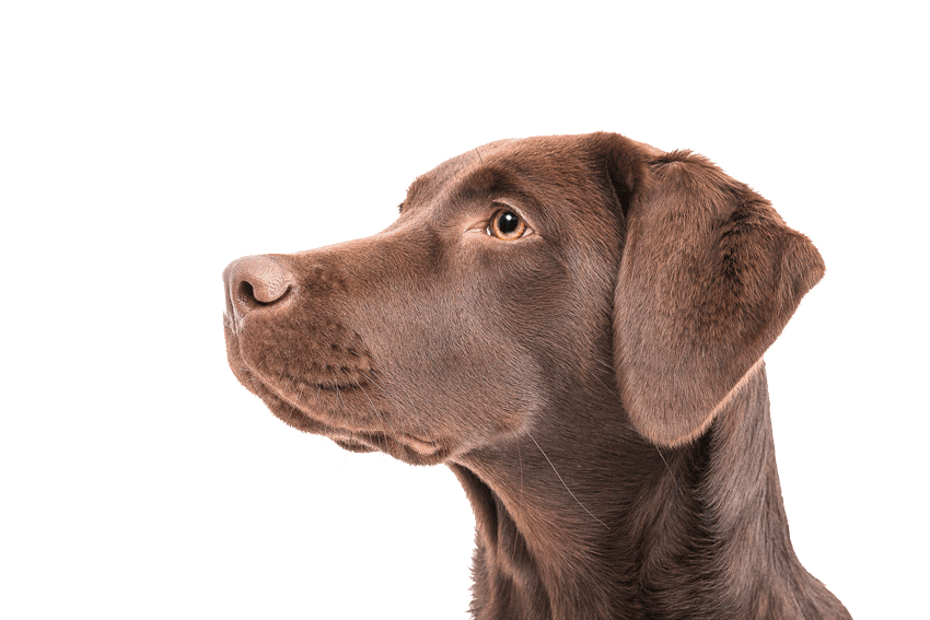 terminvergabe-hundephysio Terminvereinbarung Hundephysio-Scholz