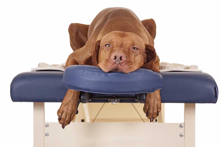 vizela-auf-massage Hunde auf dem Massagetisch